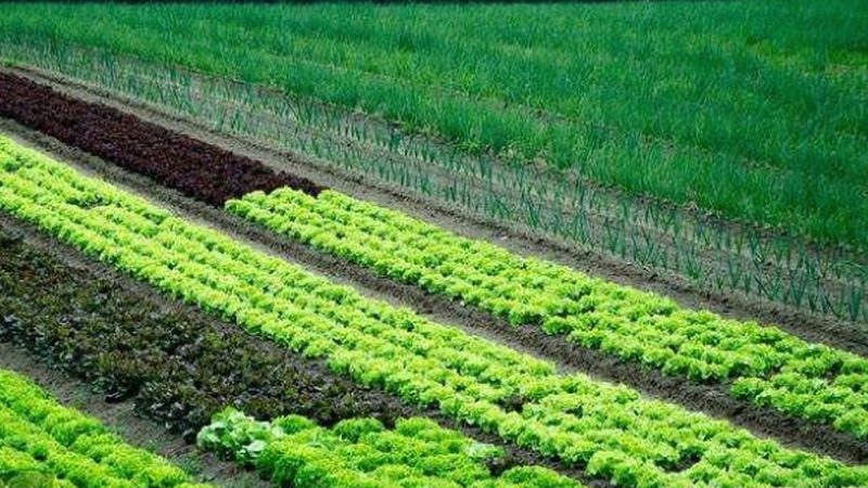 生鲜批发供应链管理规范：构建高效流通的绿色桥梁