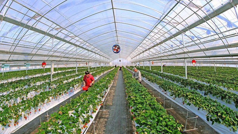 在购买绿色食品和有机食品时，消费者可从以下几个方面进行甄别：