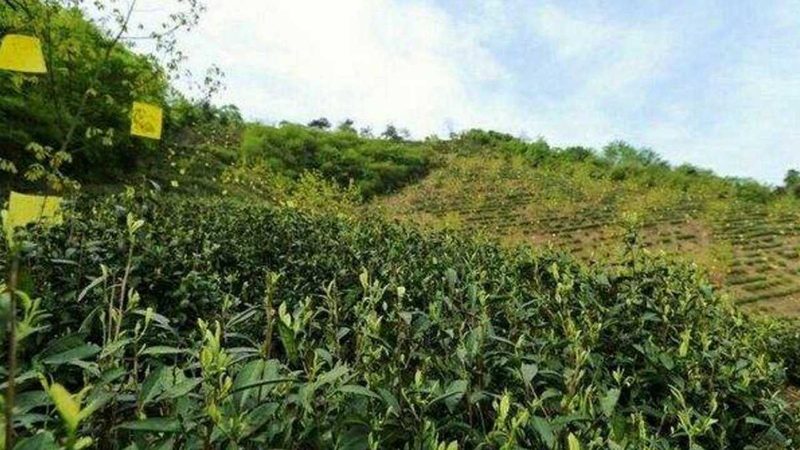 南方拱棚防台风加固：关键步骤与注意事项