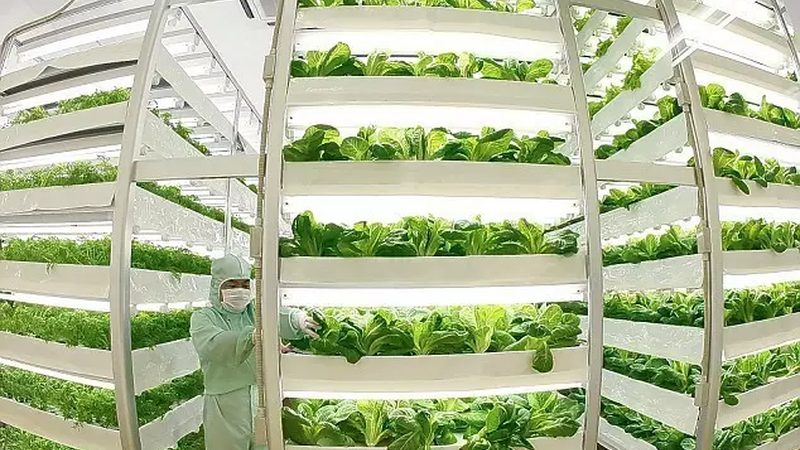 高山水果种植与平原种植：差异解析
