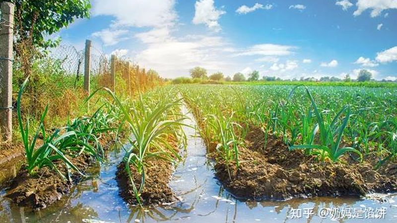 核心关注点：亩产成本比、病虫害防效与产品入市合规性