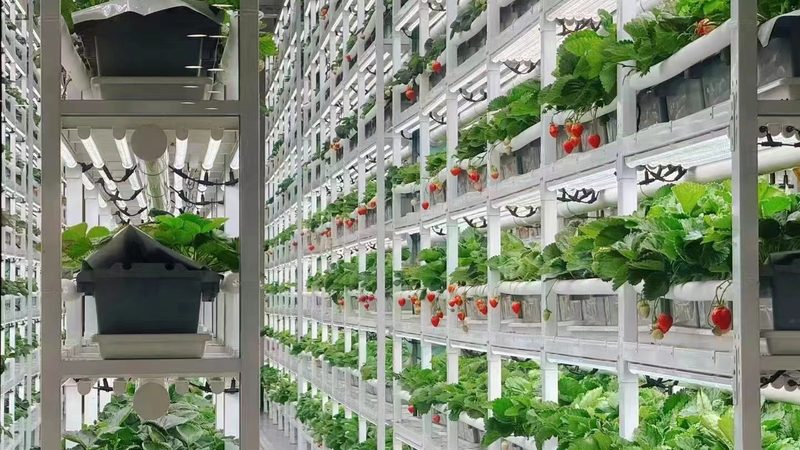 2025年全国农产品批发市场展会排期怎么看